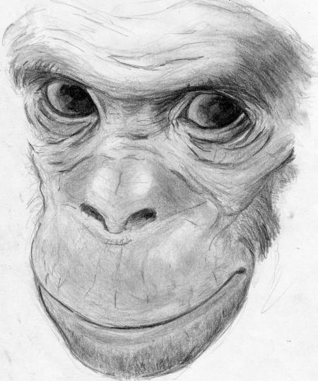 SINGE